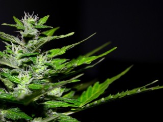 cannabis-2761102_1280