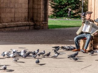 Des pigeons près d'un joueur d'accordéon