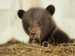 Une des oursonnes du du parc animalier de Gramat.