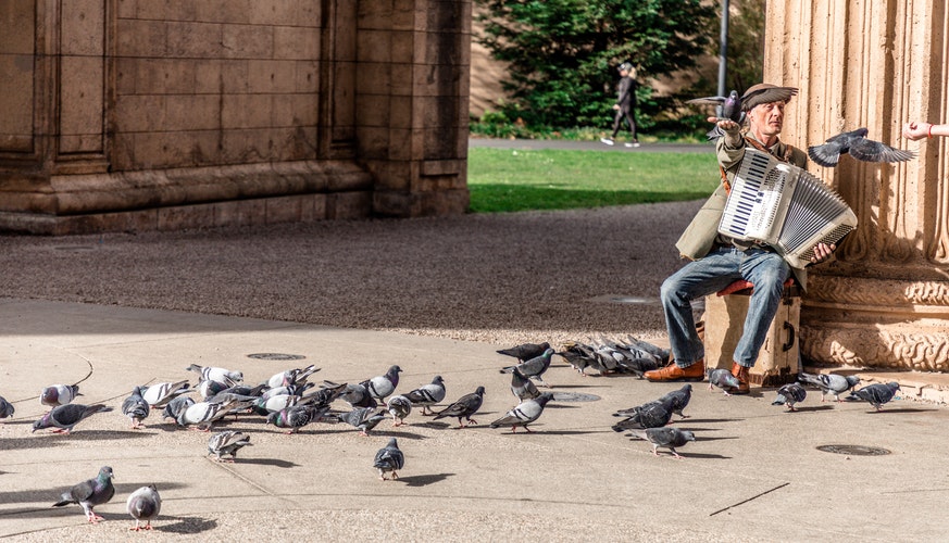 Des pigeons près d'un joueur d'accordéon
