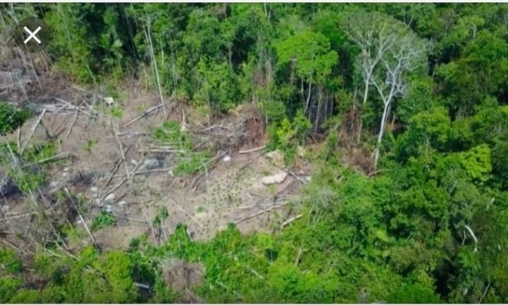 Photogrpahie aérienne d'une portion de la forêt amazonienne détruite