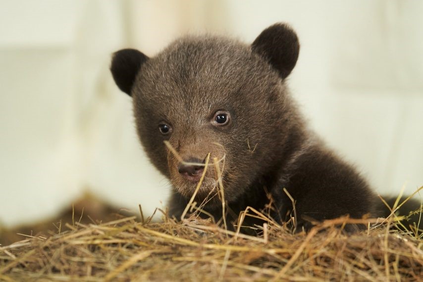 Une des oursonnes du du parc animalier de Gramat.