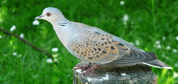 Tourterelle des bois ( Streptopelia turtur ), parc animalier des Pyrénées, Argelès-Gazost, Hautes-Pyrénées, France.