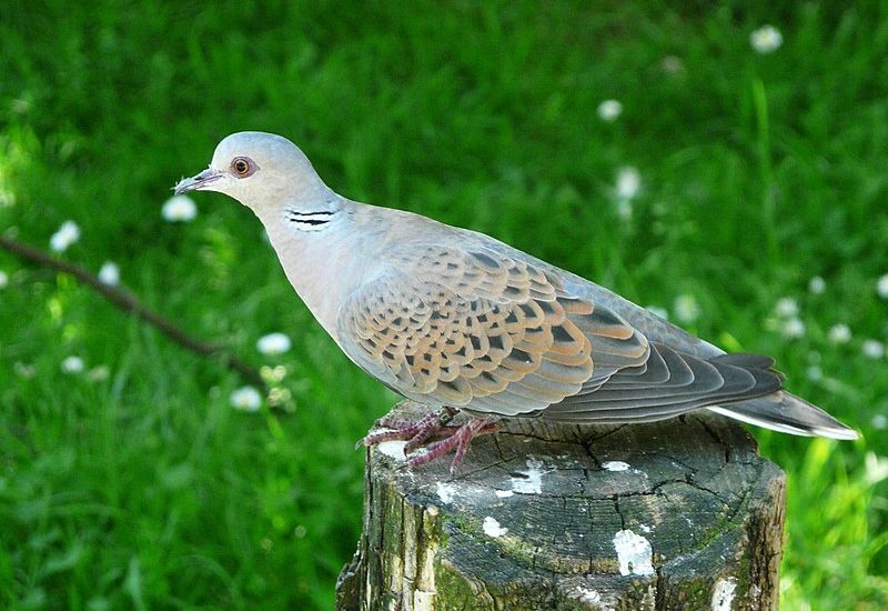 Tourterelle des bois ( Streptopelia turtur ), parc animalier des Pyrénées, Argelès-Gazost, Hautes-Pyrénées, France.