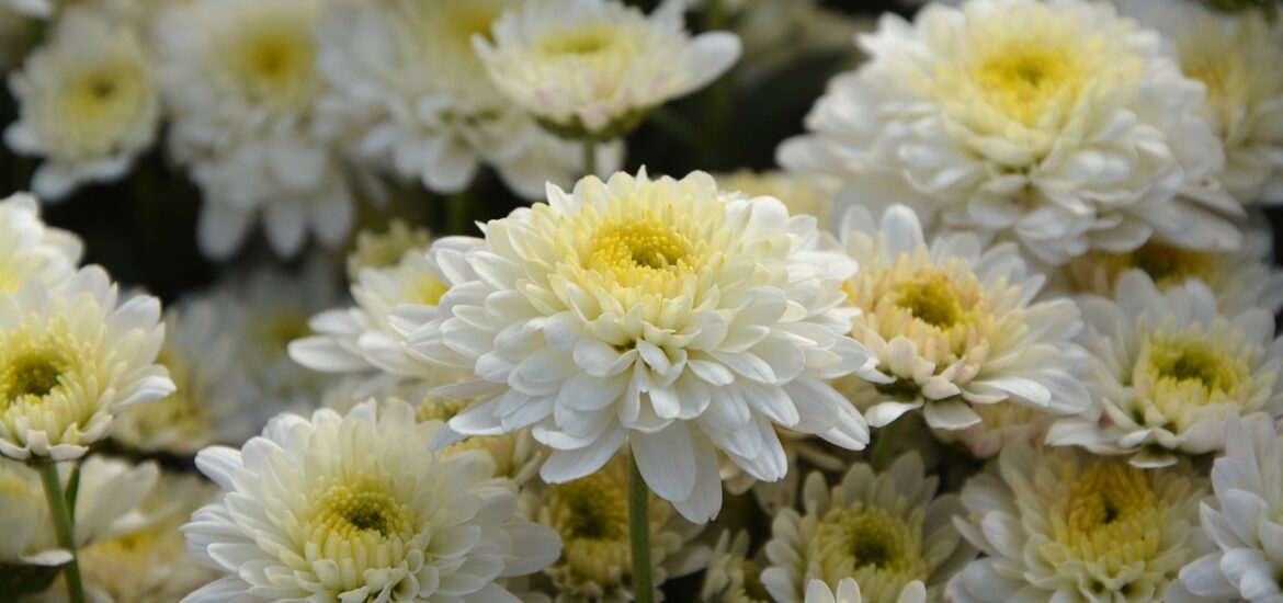 Des chrysanthème blancs.