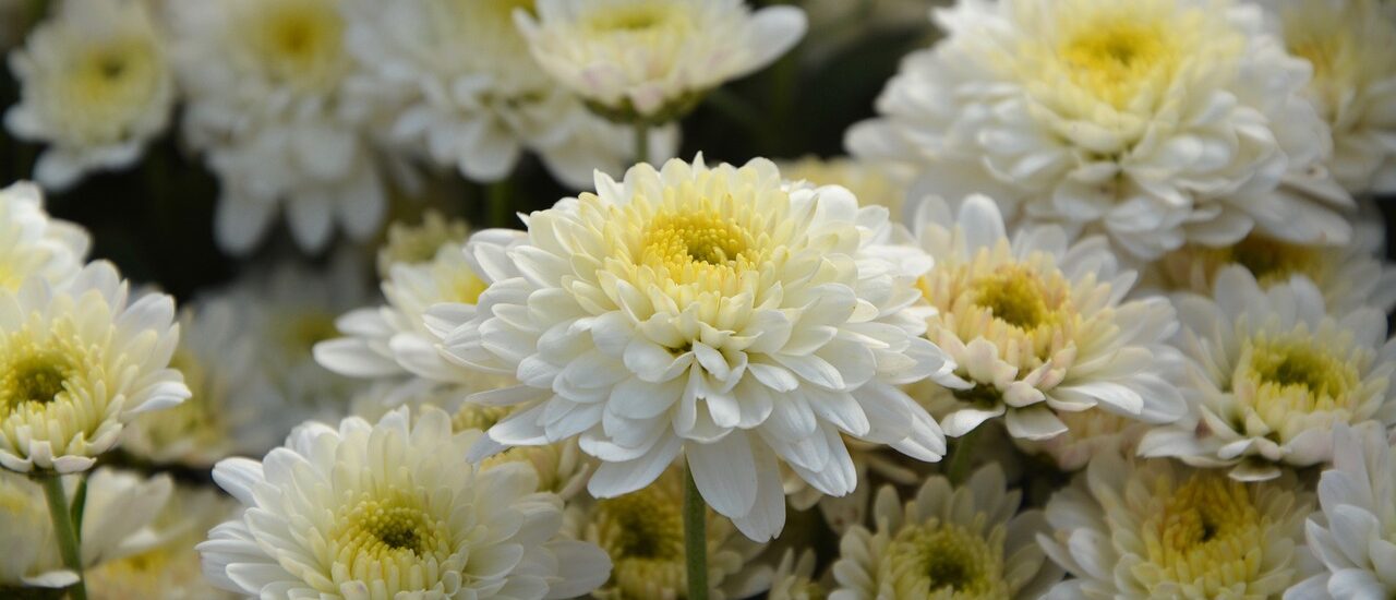 Des chrysanthème blancs.