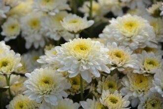 Des chrysanthème blancs.