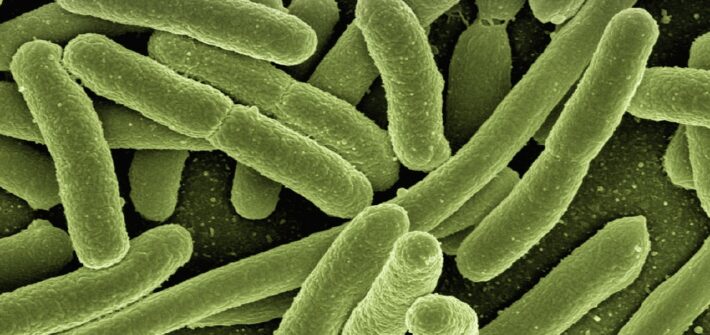 Des bactéries escherichia coli.